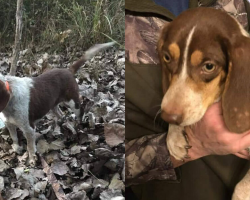 Dog Who Refused To Hunt Was About To Be Shot — Until A Stranger Stepped In