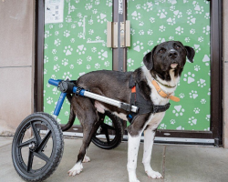 Special Dog On Wheels Has Waited His Whole Life To Be Loved