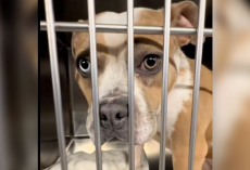 Sweet Shelter Pup Thinks She’s Finally Going Home — Then Her Adopter Never Shows
