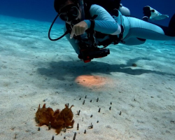 Diver Spots What Looks Like Seaweed — Then Realizes It’s A Rare, Living Creature