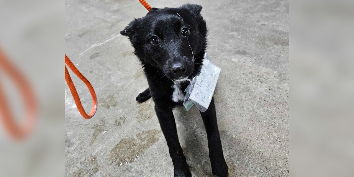 Shoppers Spot a Dog Wandering Alone in a Parking Lot — Then Notice the Heartbreaking Note Around Her Neck