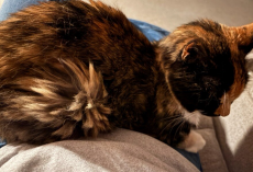 Cat Mom Holds Her Breath When Her Shy Kitty Finally Reaches a Major Milestone — After 15 Years