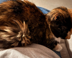 Cat Mom Holds Her Breath When Her Shy Kitty Finally Reaches a Major Milestone — After 15 Years