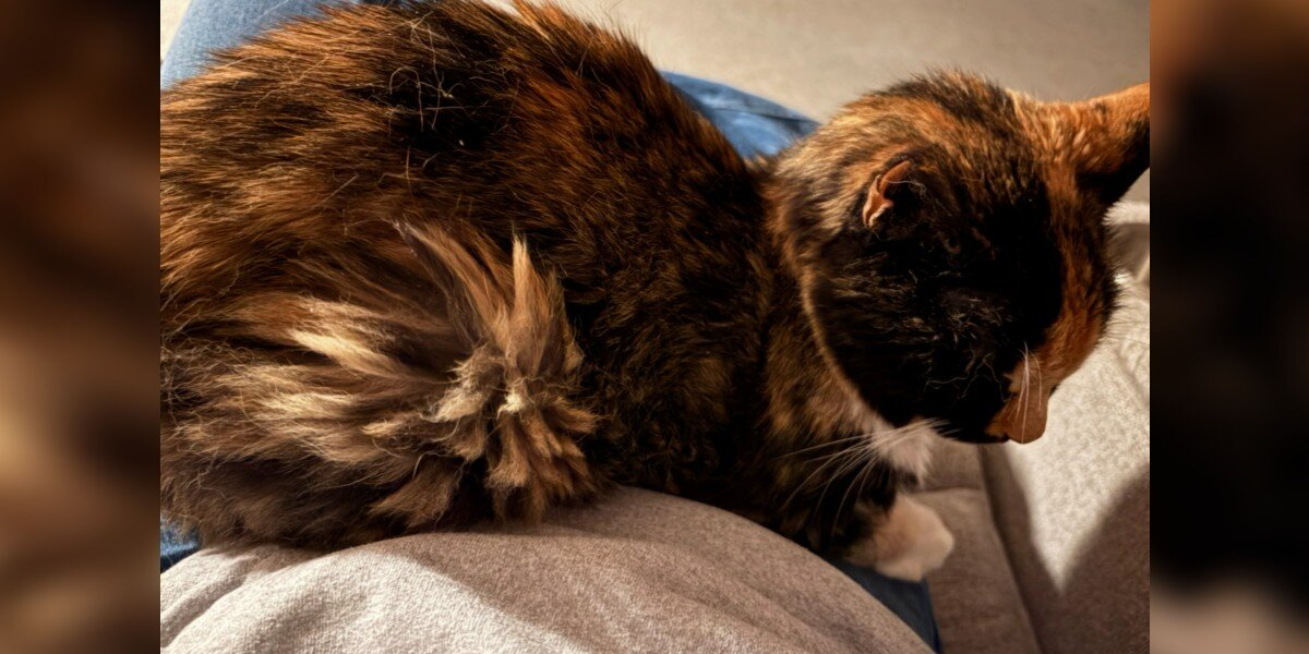 Cat Mom Holds Her Breath When Her Shy Kitty Finally Reaches a Major Milestone — After 15 Years
