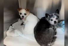 Senior Sisters Lose Everything Overnight — Until Kind Rescuers Give Them Their Second Chance