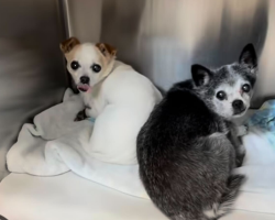 Senior Sisters Lose Everything Overnight — Until Kind Rescuers Give Them Their Second Chance