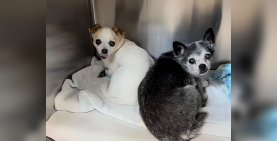 Senior Sisters Lose Everything Overnight — Until Kind Rescuers Give Them Their Second Chance