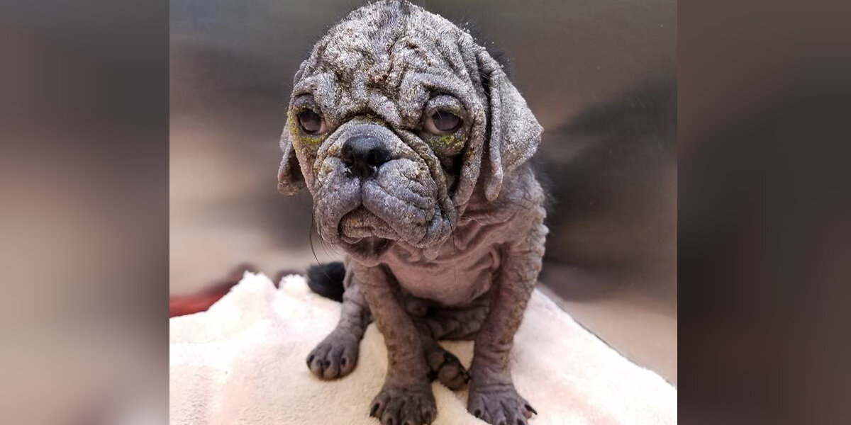 Hairless Pug Found Alone On The Streets Finally Learns What Love Feels Like