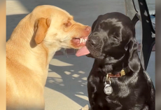 Socially Awkward Dog Learns To Embrace Her New Brother’s Over-The-Top Affection