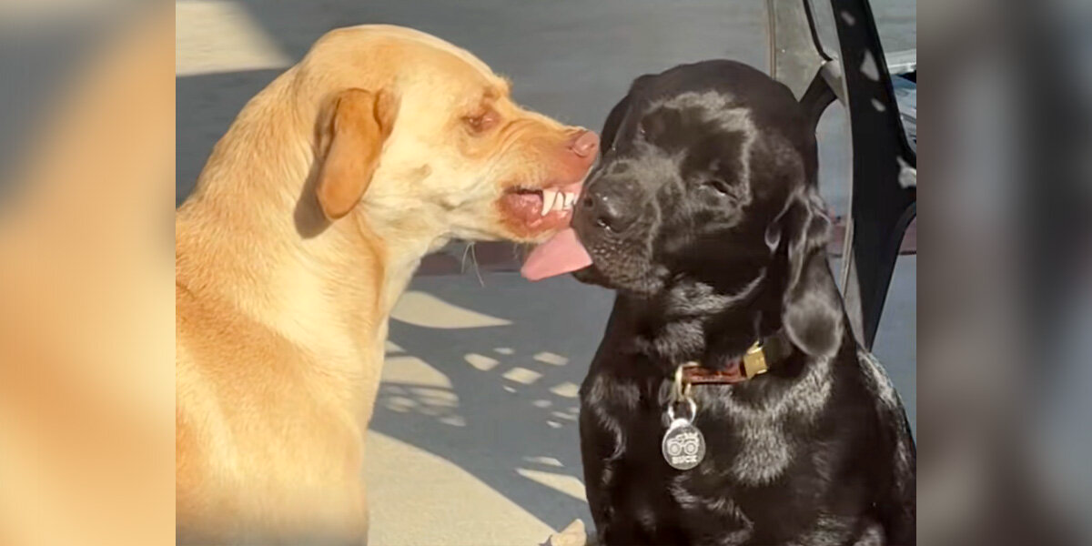 Socially Awkward Dog Learns To Embrace Her New Brother’s Over-The-Top Affection