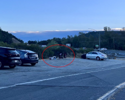 Couple Stops Everything After Finding Five Fluffy Babies Abandoned In A Parking Lot