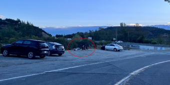 Couple Stops Everything After Finding Five Fluffy Babies Abandoned In A Parking Lot