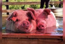 Anxious Rescue Pig Finds Love — And Learns To Live Again