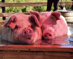 Anxious Rescue Pig Finds Love — And Learns To Live Again