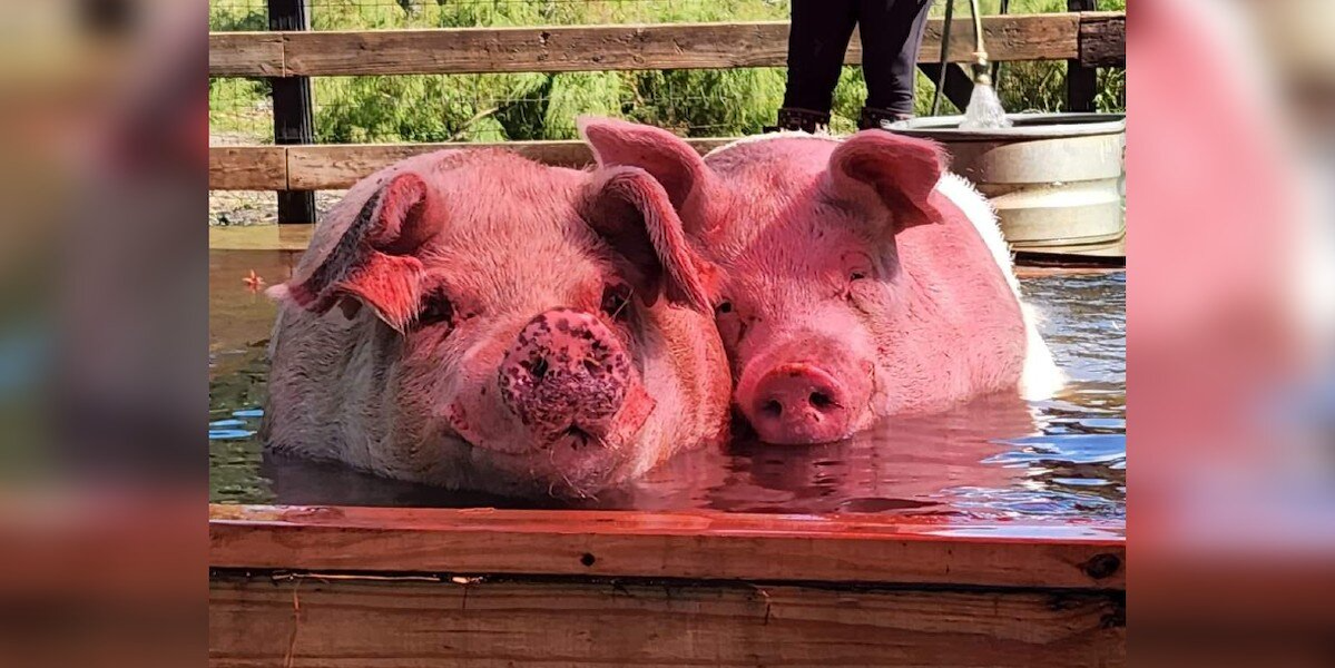 Anxious Rescue Pig Finds Love — And Learns To Live Again