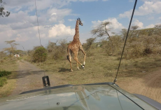 Rescuers Spot Something Strange On Giraffe’s Foot — Then Realize She’s In Serious Trouble