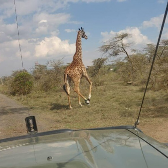 Rescuers Spot Something Strange On Giraffe’s Foot — Then Realize She’s In Serious Trouble
