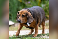 Shelter Staff Heartbroken Watching Visitors Mock Overweight Beagle — Until She Found Her Forever Home