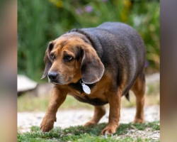 Shelter Staff Heartbroken Watching Visitors Mock Overweight Beagle — Until She Found Her Forever Home