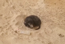Cyclist Becomes Lifesaver After Finding Terrified Dog Alone in the Desert