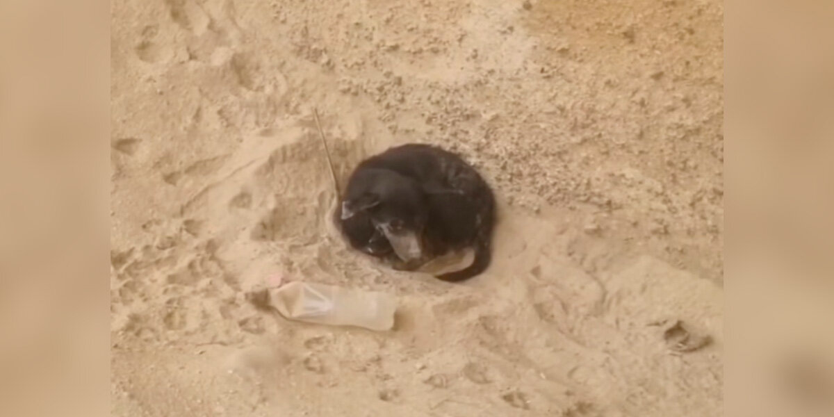 Cyclist Becomes Lifesaver After Finding Terrified Dog Alone in the Desert