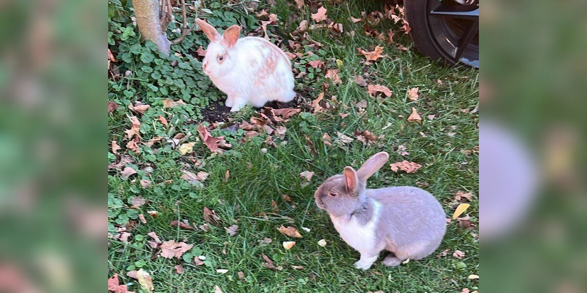 Two Bunnies Dumped In the Freezing Cold Refused To Leave Each Other’s Side