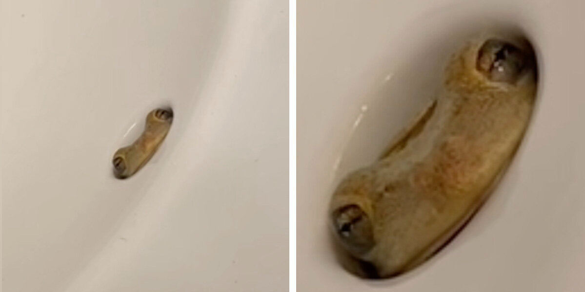 Woman Screams When She Spots Tiny Eyes Peeking Out From Her Bathroom Sink