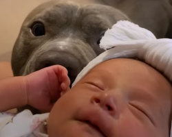 Pit Bull Brother Does The Sweetest Thing When His Human Baby Sister Cries