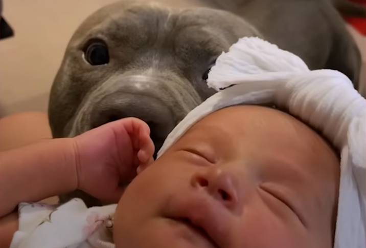 Pit Bull Brother Does The Sweetest Thing When His Human Baby Sister Cries