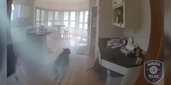 Dog Trapped In Burning Home Knows Exactly What To Do When Police Arrive