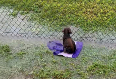 Puppy Waits Alone In Flooded Field — Still Believing His Person Will Come Back