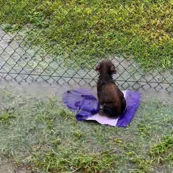 Puppy Waits Alone In Flooded Field — Still Believing His Person Will Come Back