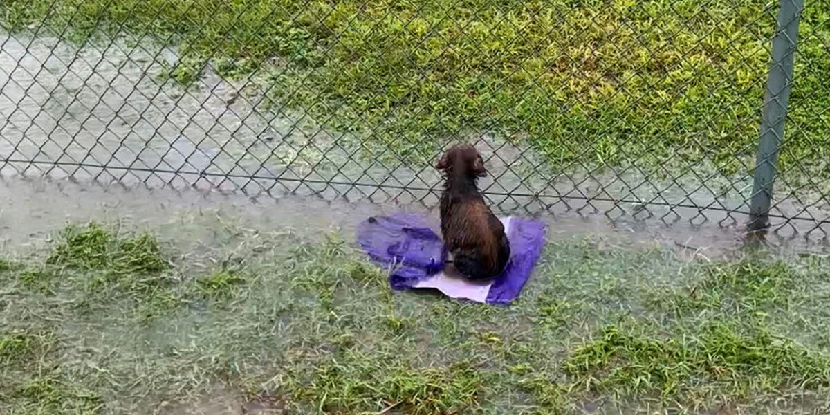 Puppy Waits Alone In Flooded Field — Still Believing His Person Will Come Back