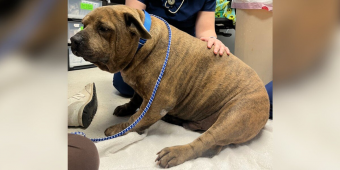 Dog With The Saddest Eyes Transforms After Losing 45 Pounds — And Finds His Joy Again