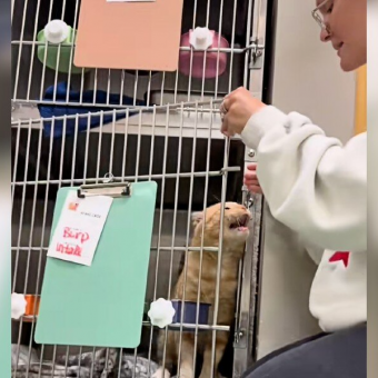 Shelter Cat Who ‘Hates Being Alone’ Begs Staff Not To Put Him Back In His Kennel