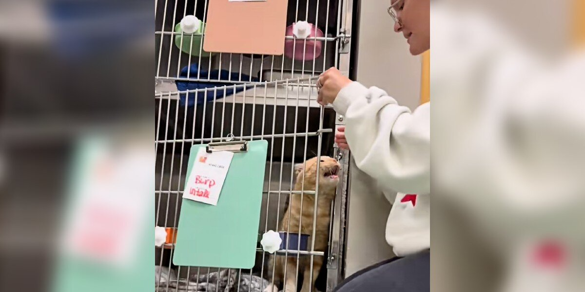 Shelter Cat Who 'Hates Being Alone' Begs Staff Not To Put Him Back In His Kennel