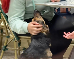 Stray Dog Begs For A Bite At Café — And Walks Away With A New Life