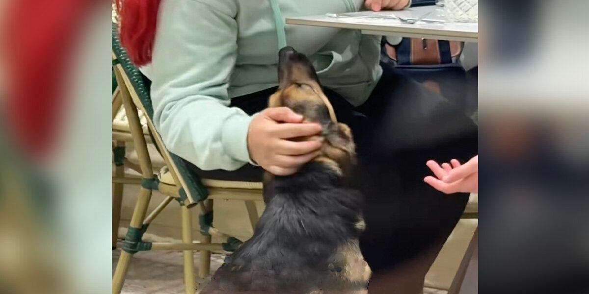 Stray Dog Begs For A Bite At Café — And Walks Away With A New Life