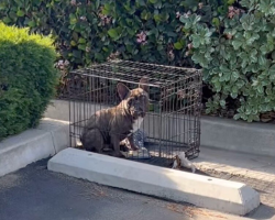 Driver Pulls Into Parking Lot — And Locks Eyes With Someone Begging To Be Saved