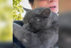 Injured Cat Melts In Rescuer’s Arms The Moment He Realizes He’s Finally Safe
