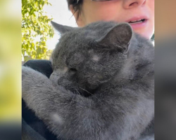 Injured Cat Melts In Rescuer’s Arms The Moment He Realizes He’s Finally Safe