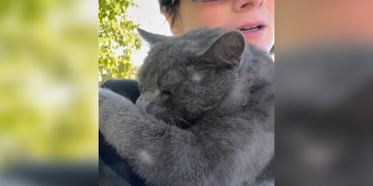 Injured Cat Melts In Rescuer’s Arms The Moment He Realizes He’s Finally Safe
