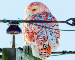 Photographer Spots Never-Before-Seen Orange Snowy Owl — And No One Knows Why She Exists