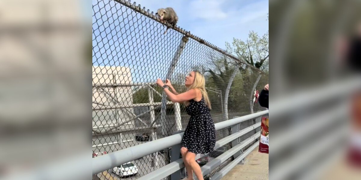 Woman Leaps From Uber To Save Terrified Animal Clinging For Life Above Busy Highway