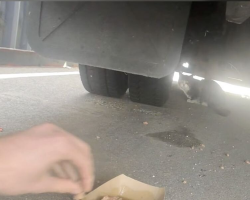 Man Finds Stray Cat Hiding Under Amazon Truck — Then Can’t Believe Where He’s From