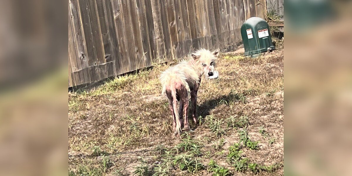 Teacher Spots Hairless Dog Wandering Near School — And Decides To Change His Life Forever