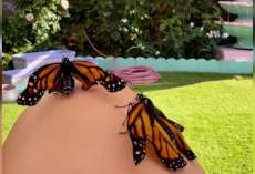Butterflies With Broken Wings Get To ‘Fly’ Again — Thanks To A Gardener’s Love