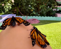 Butterflies With Broken Wings Get To ‘Fly’ Again — Thanks To A Gardener’s Love