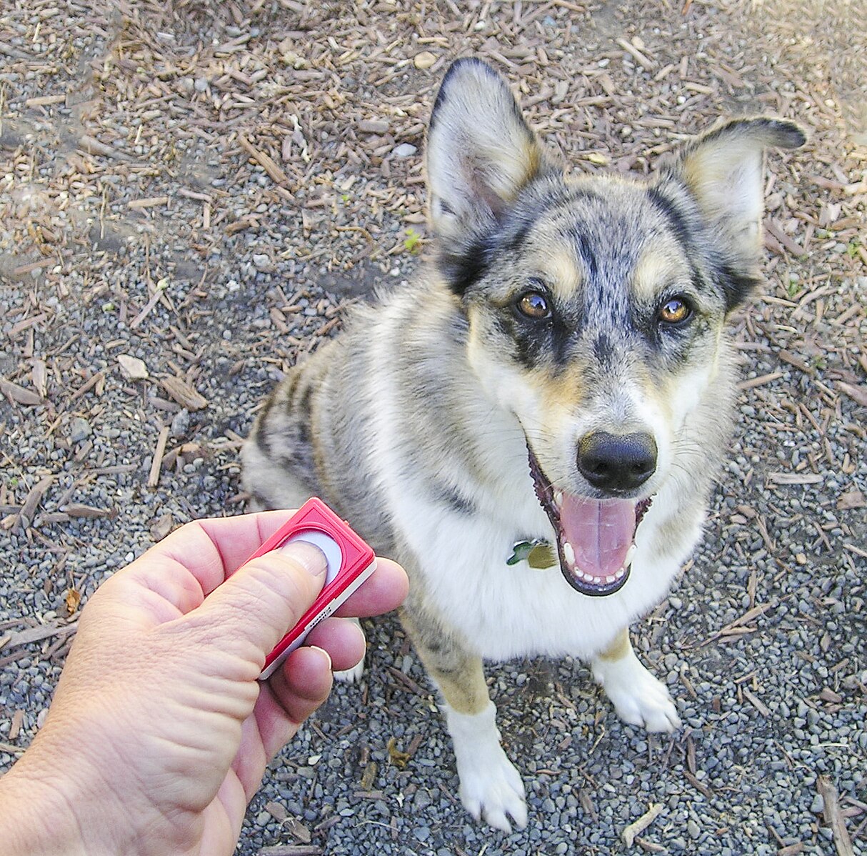 How to Use a Clicker to Train Your Dog