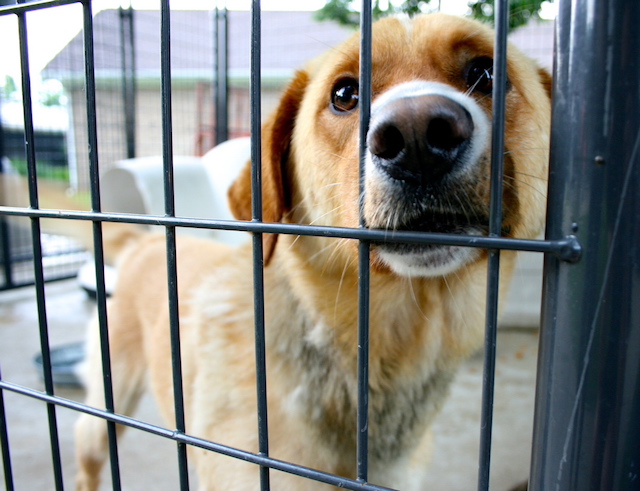 Fostering vs. Adopting: What’s the Real Difference? Here’s How to Tell Which Is Right for You